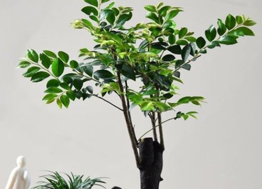 黑骨茶喜水吗 属于喜水植物吗