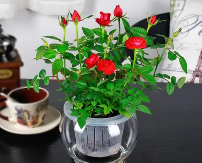 玫瑰花水培好还是土培好