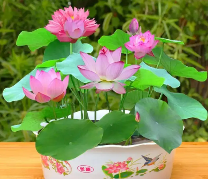 荷花水培好还是土培好