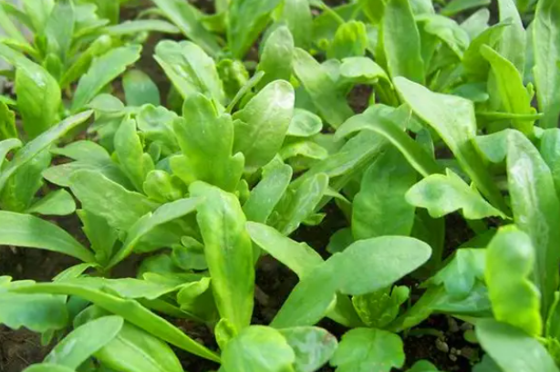 菊花菜什么时候播种