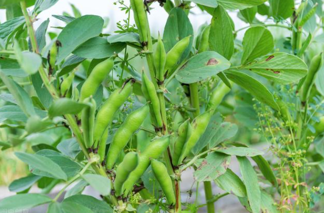 南方蚕豆什么时候播种