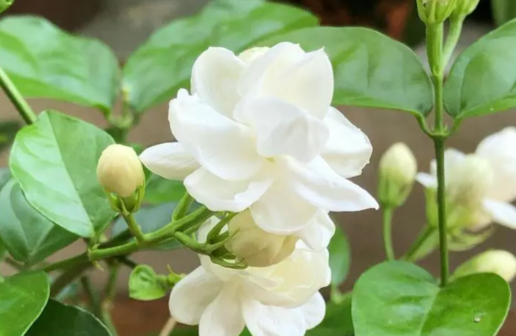 蛋壳粉适合浇什么花