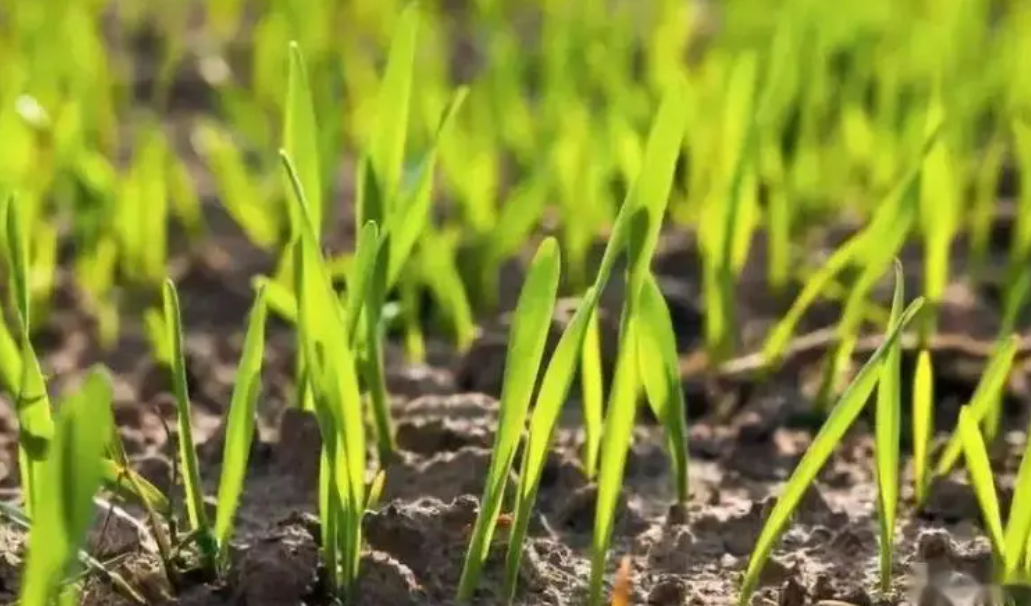 小麦几天出苗 播种到发芽出苗时间