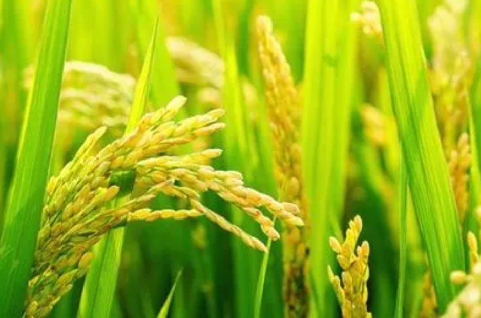 种水稻用什么肥料最好