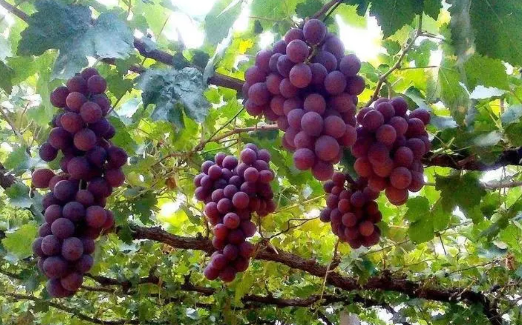 种葡萄用什么肥料最好