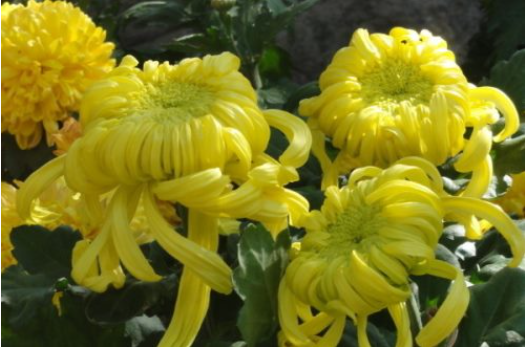 菊花怎么养水养方法