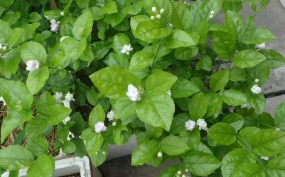 泡过茶叶适合浇什么花
