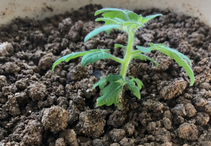 西红柿几天出苗 播种到发芽出苗时间