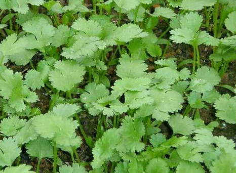 种香菜用什么肥料最好