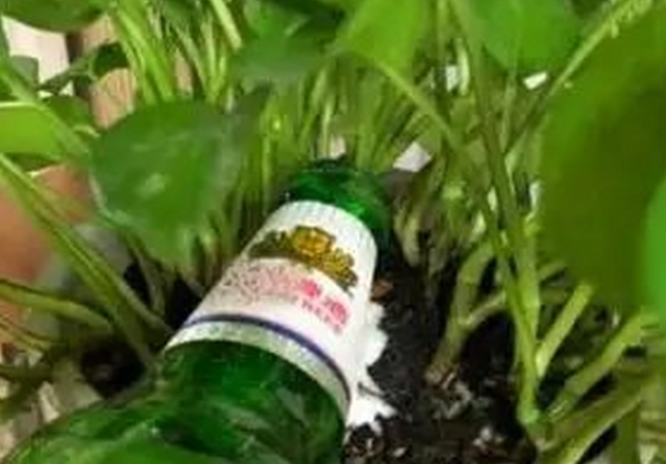 啤酒适合浇什么花