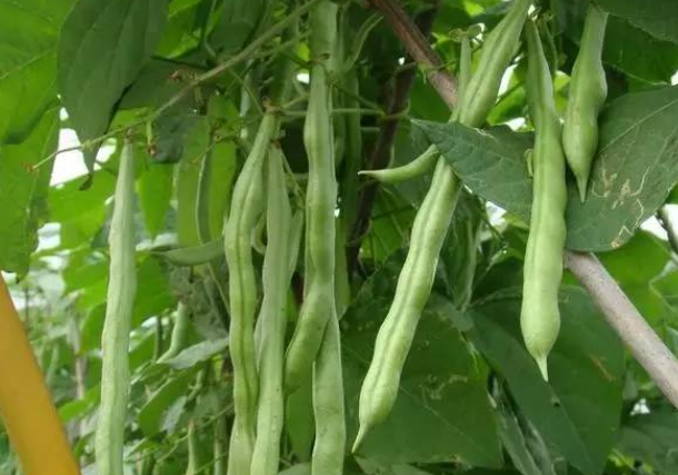 种豆用什么肥料最好