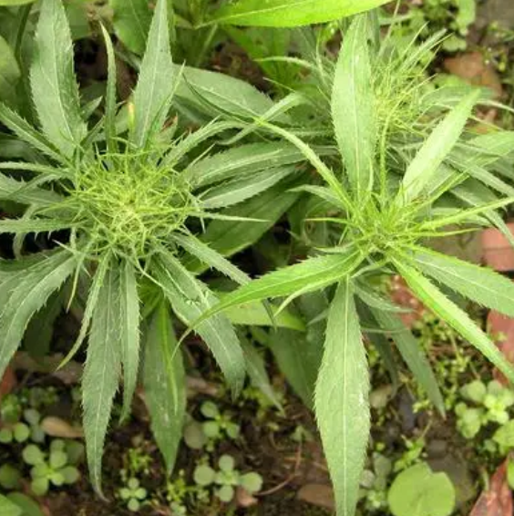 种白术用什么肥料最好