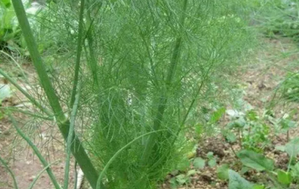 茴香几天出苗 播种到发芽出苗时间