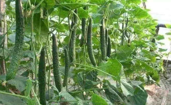 黄瓜用什么肥料最好