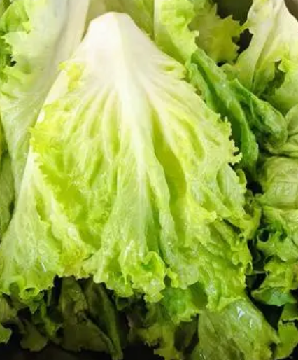 生菜几天出苗 播种到发芽出苗时间
