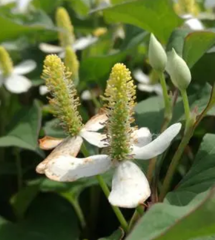 种鱼腥草用什么肥料最好