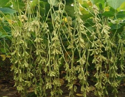 河南大豆什么时候播种