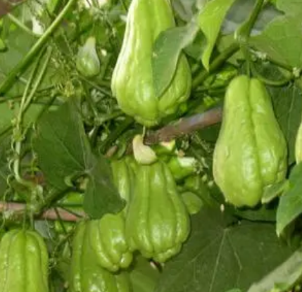 佛手瓜用什么肥料最好