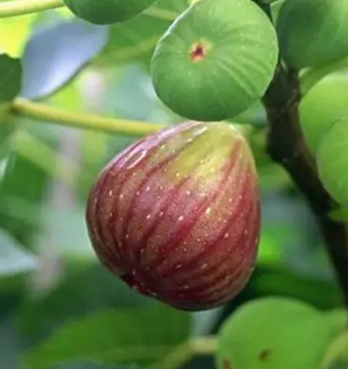 无花果用什么肥料最好
