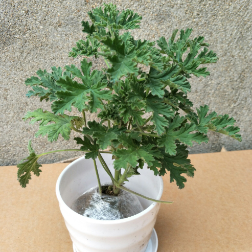 驱蚊草用什么肥料最好