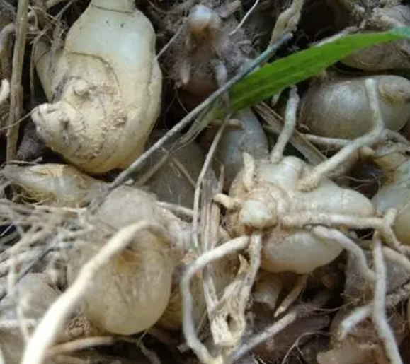 白芨用什么肥料最好