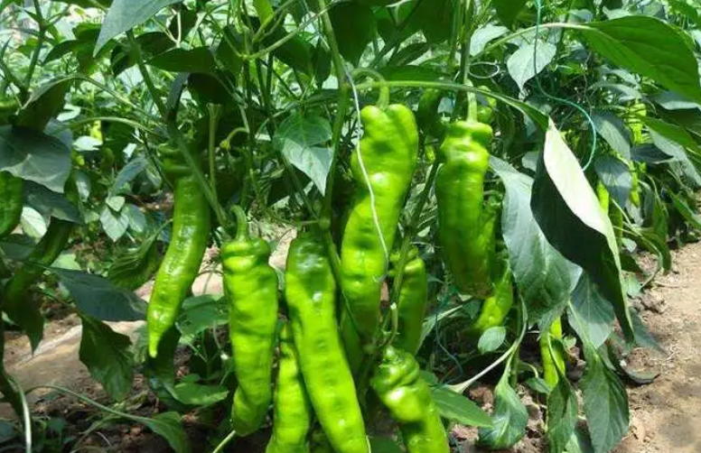 青椒用什么肥料最好