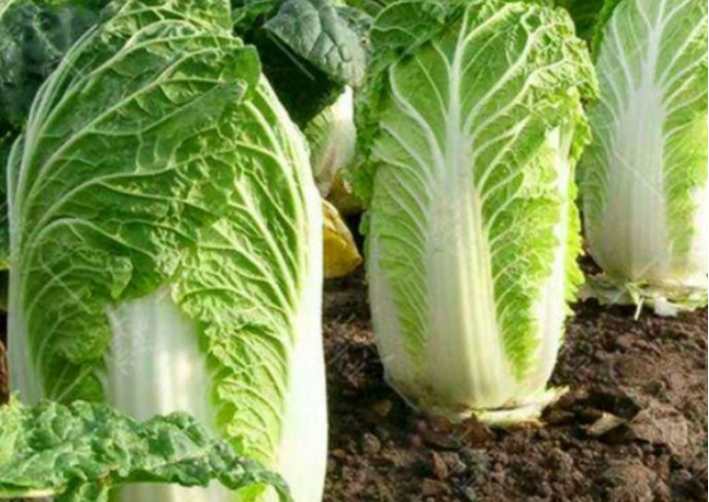 大白菜用什么肥料最好