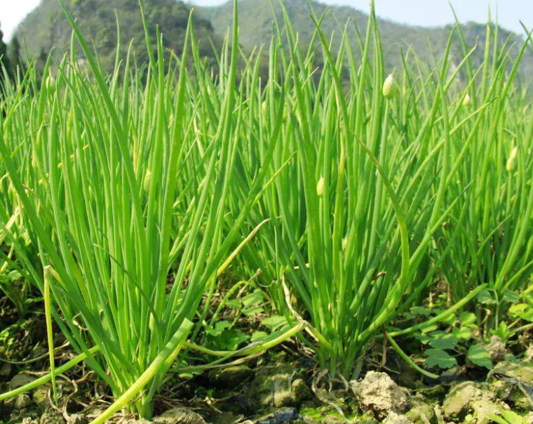 种香葱用什么肥料最好
