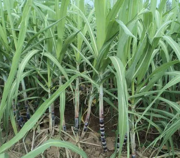 种植甘蔗用什么肥料最好