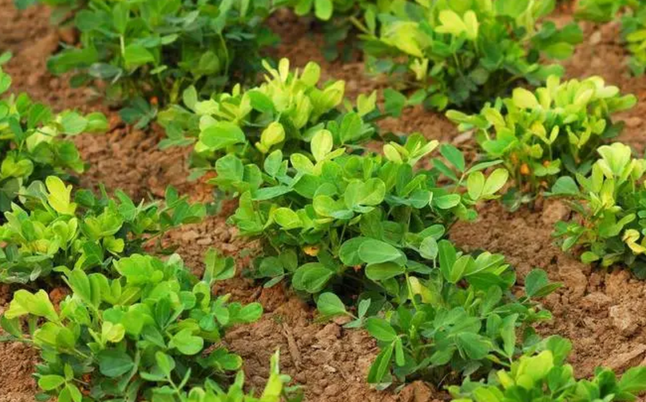 花生追肥用什么肥料最好