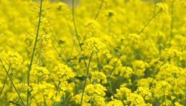 北方油菜什么时候播种