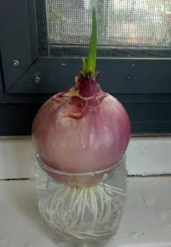 洋葱怎么水培养殖方法