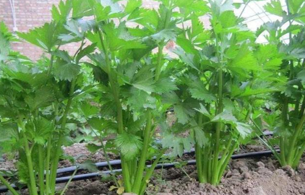 芹菜什么时候播种