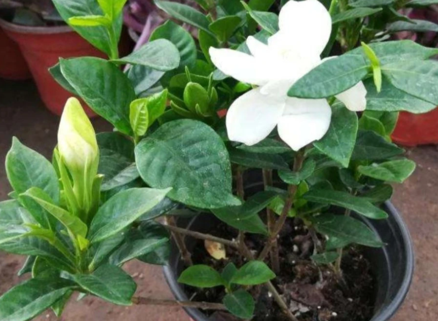 栀子花什么时候播种