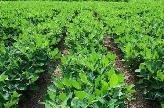河南花生什么时候播种