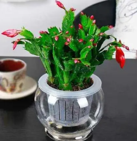 蟹爪兰怎么水培养殖方法