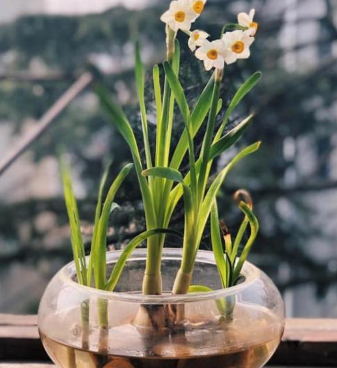 水仙花怎么水培养殖方法