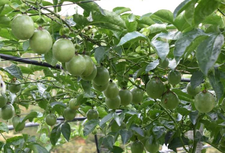 百香果什么时候播种