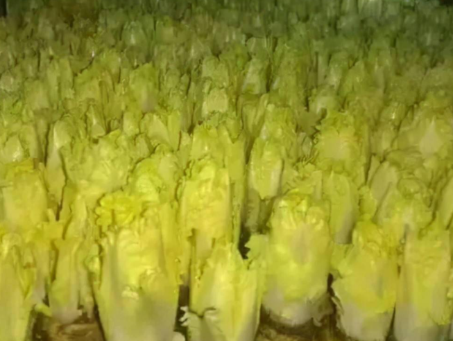 娃娃菜什么时候播种