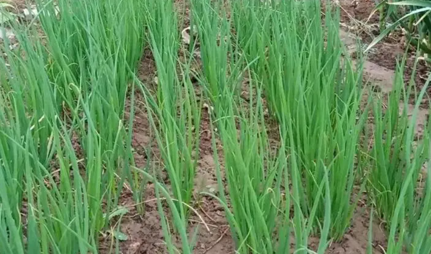 北方小葱什么时候播种 合适播种时间