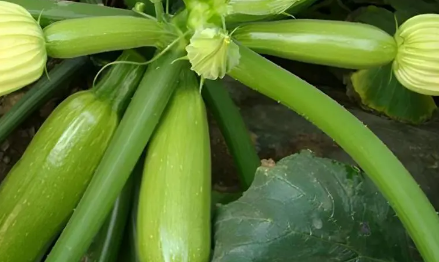 西葫芦什么时候播种