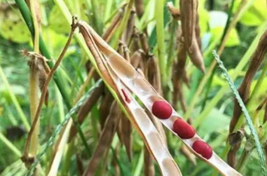 赤小豆什么时候播种
