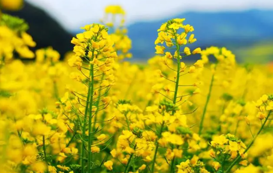 油菜花什么时候播种