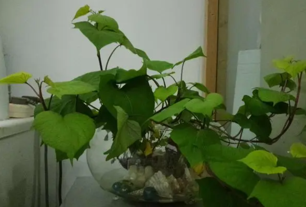 地瓜怎么水培养殖方法