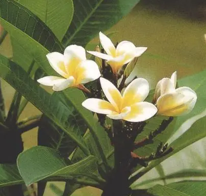 鸡蛋花怎么水培养殖方法