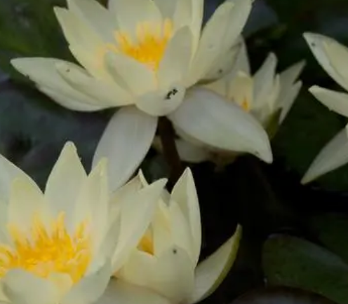 海尔芙拉用多大的盆合适