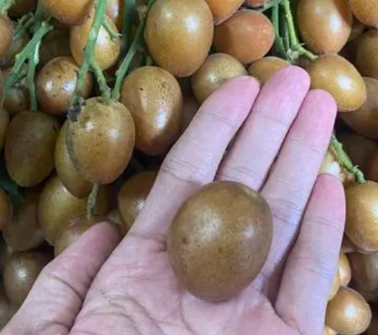 盆栽黄皮用多大的盆合适