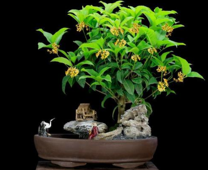 桂花盆栽用多大的盆