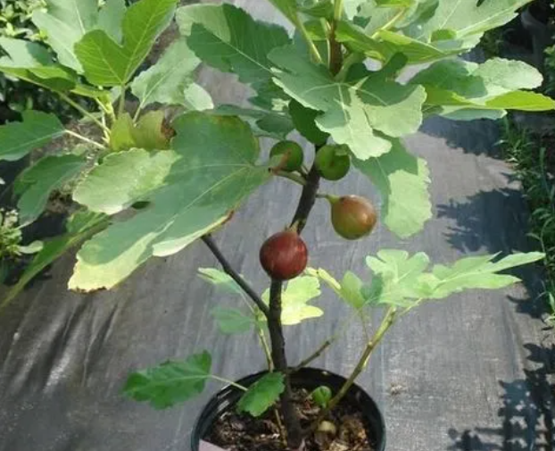 无花果树用多大的盆合适