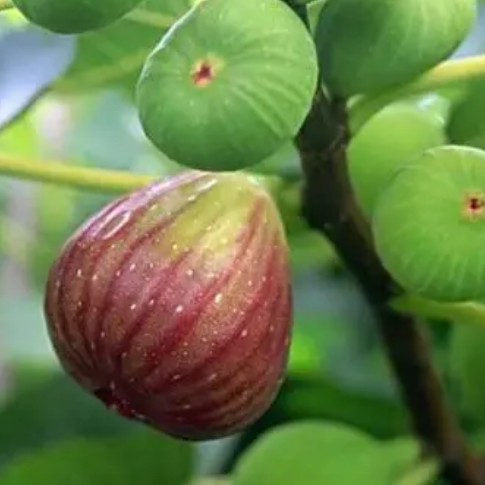 无花果用多大的盆合适